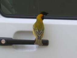 Image of African Masked Weaver