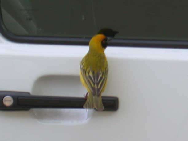 Image of African Masked Weaver