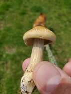 Agrocybe sororia (Peck) Singer 1978 resmi