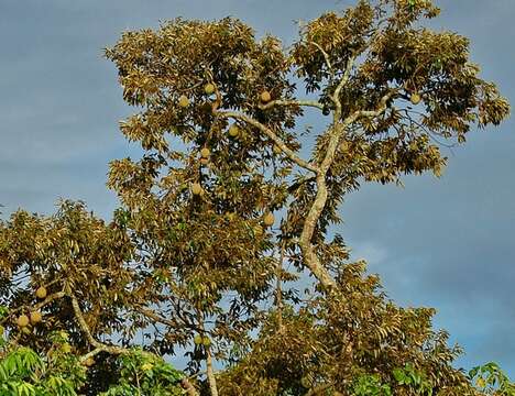 Image of durian