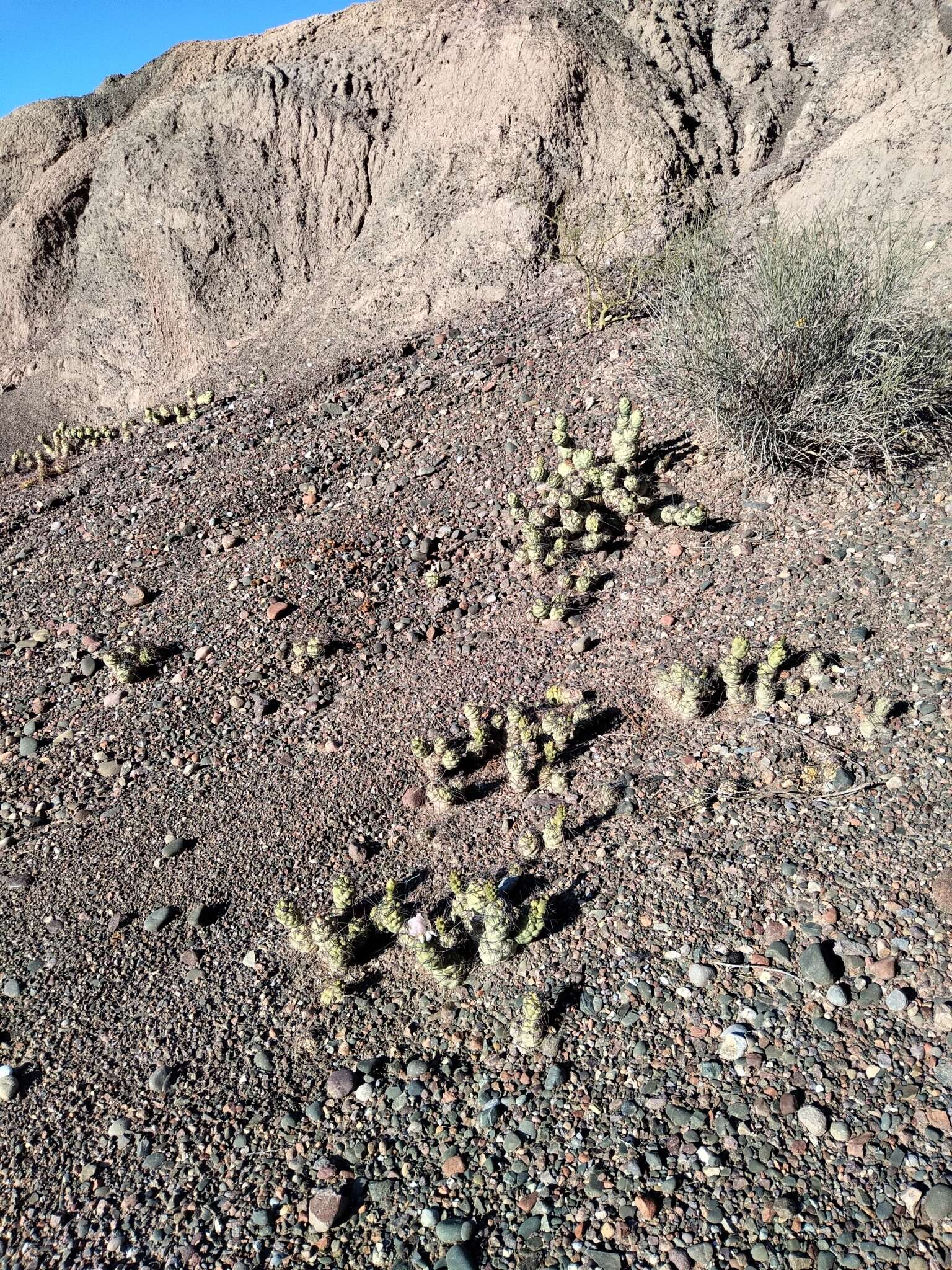 Image of Tephrocactus aoracanthus (Lem.) Lem.