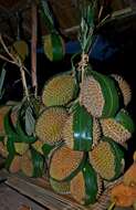 Image of durian