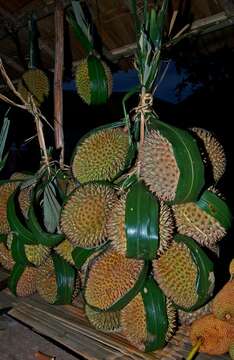 Image of durian