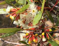 Image of Gooseberry Mallee