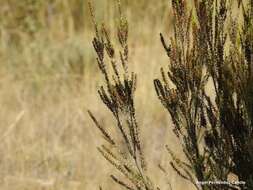 Image of green heather