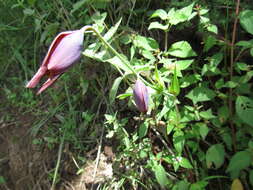 Calochortus purpureus (Kunth) Baker resmi