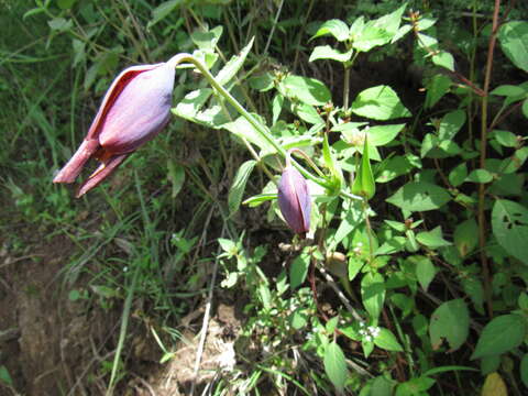 Image of Calochortus purpureus (Kunth) Baker