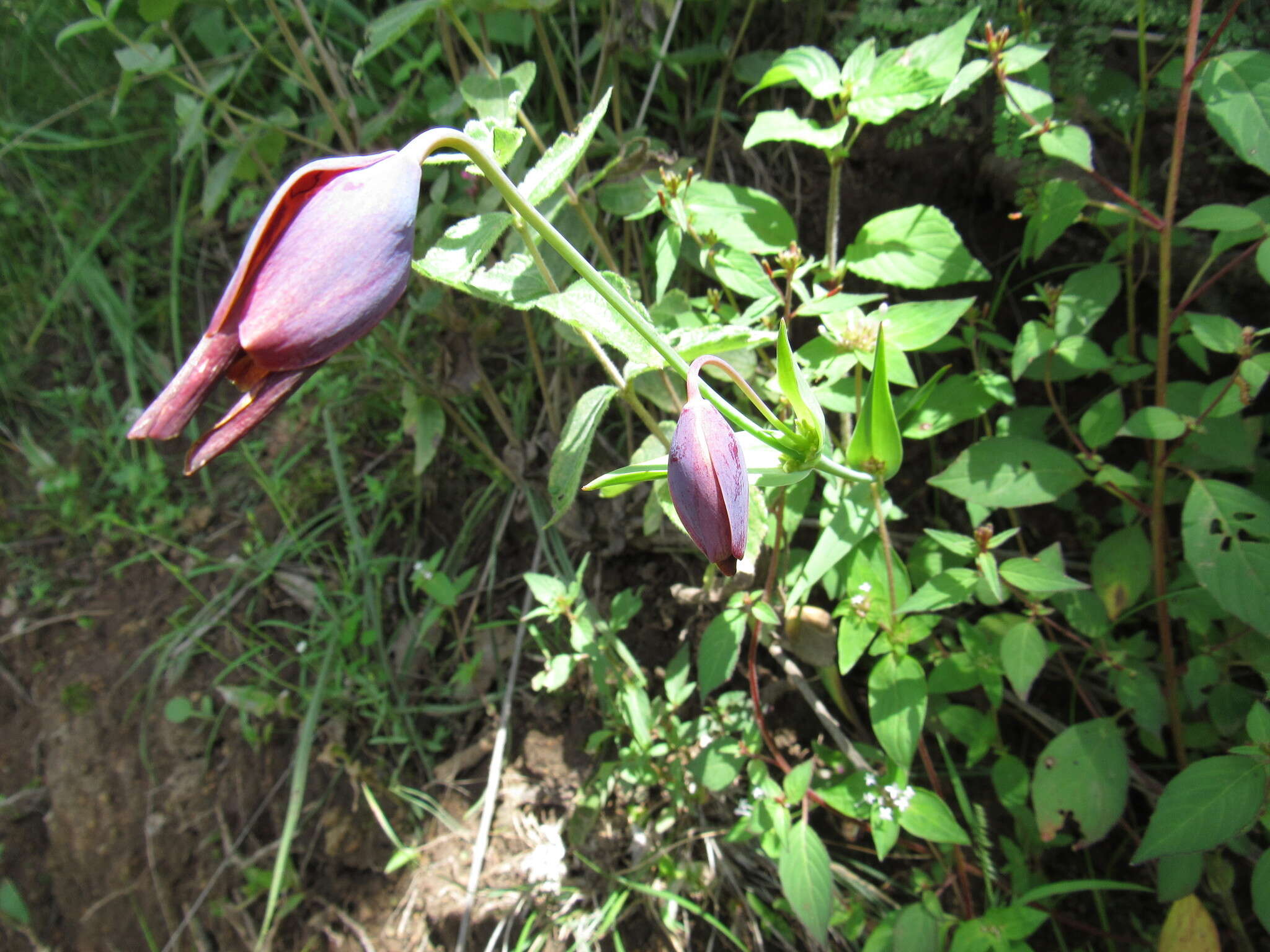 Calochortus purpureus (Kunth) Baker resmi