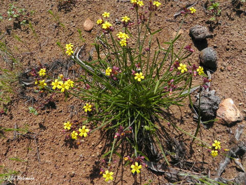 Image of Oxalis tortuosa Lindl.