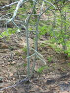 Image of Cylindropuntia thurberi subsp. thurberi