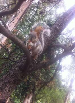 Image of Bushy-tailed Olingo