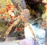 Image of Leach's squat lobster