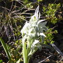 Plancia ëd Chloraea speciosa Poepp.