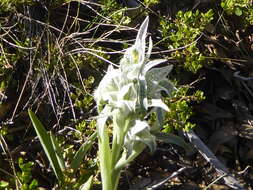 Plancia ëd Chloraea speciosa Poepp.