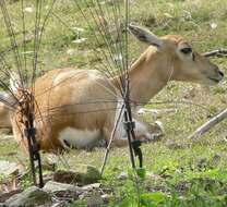 Image de Antilope Pallas 1766