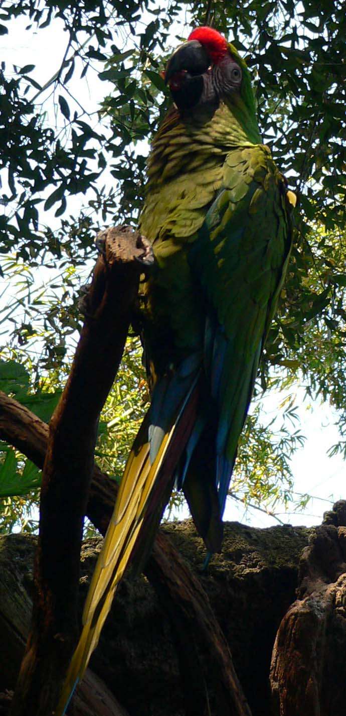 Image of Military Macaw