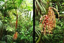 Image of Ivory cane palm