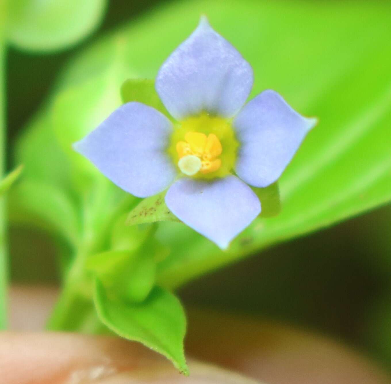 Image of Exacum petiolare Griseb.