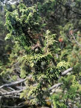 Image de Juniperus monticola Martínez