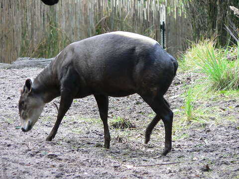 Image of yellow-backed duiker