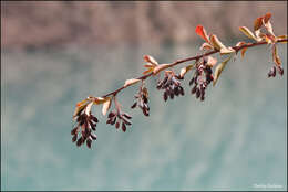 Image of Berberis integerrima Bge.