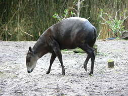 Image of yellow-backed duiker