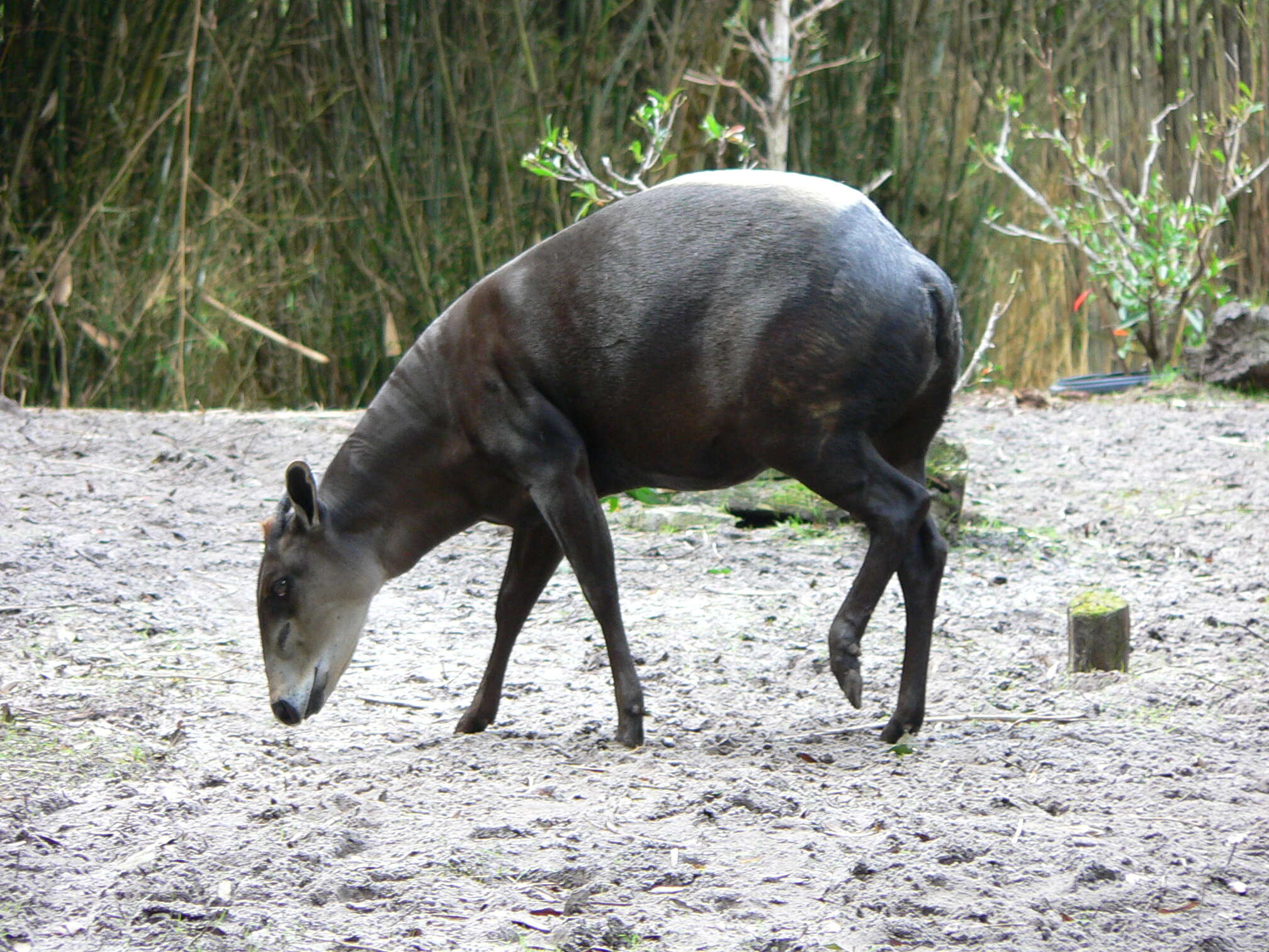 Image of yellow-backed duiker