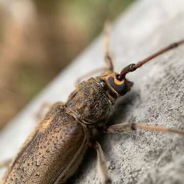 Image of Long-horned beetle