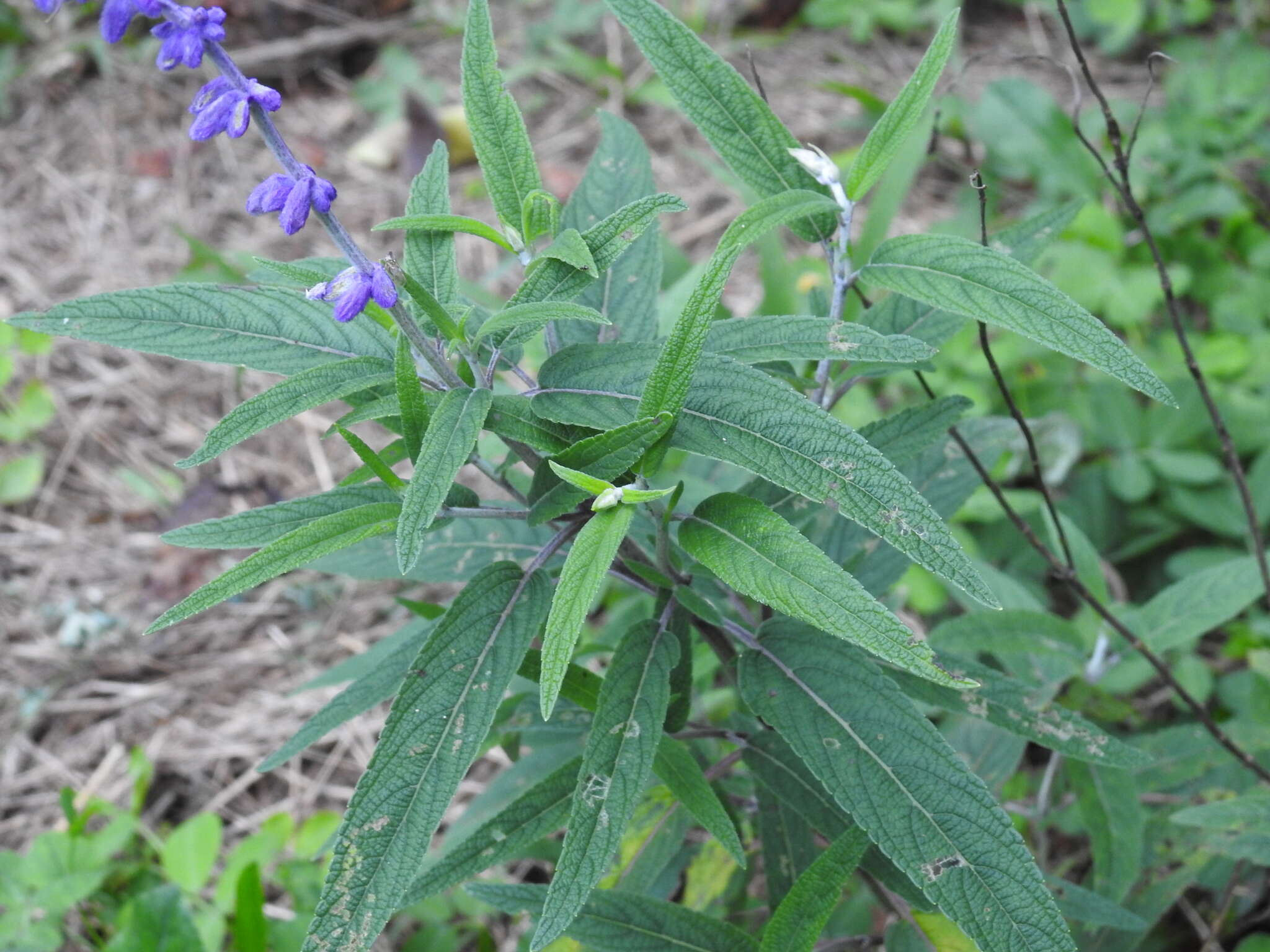 Sivun Salvia leucantha Cav. kuva