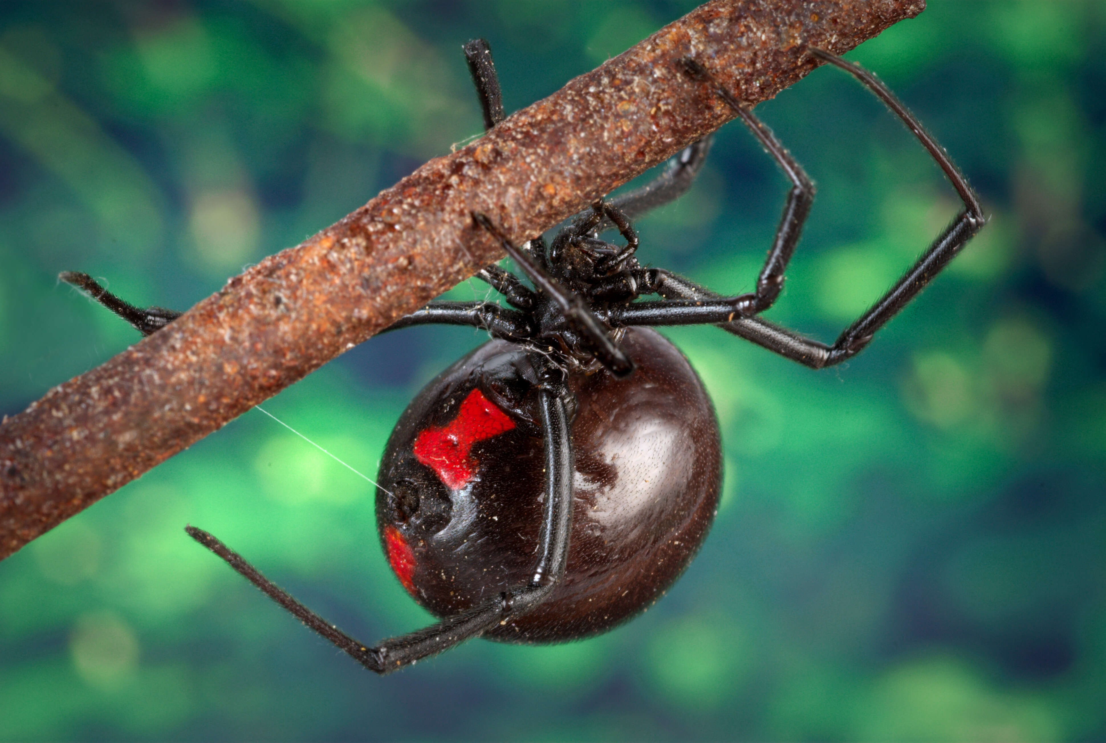 Image of Black widow spider