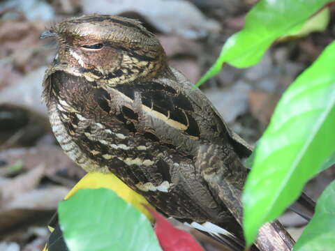 Image of Large-tailed Nightjar