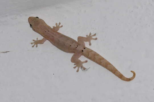 Image of Common Smooth-Scaled Gecko