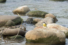 Imagem de Motacilla cinerea cinerea Tunstall 1771