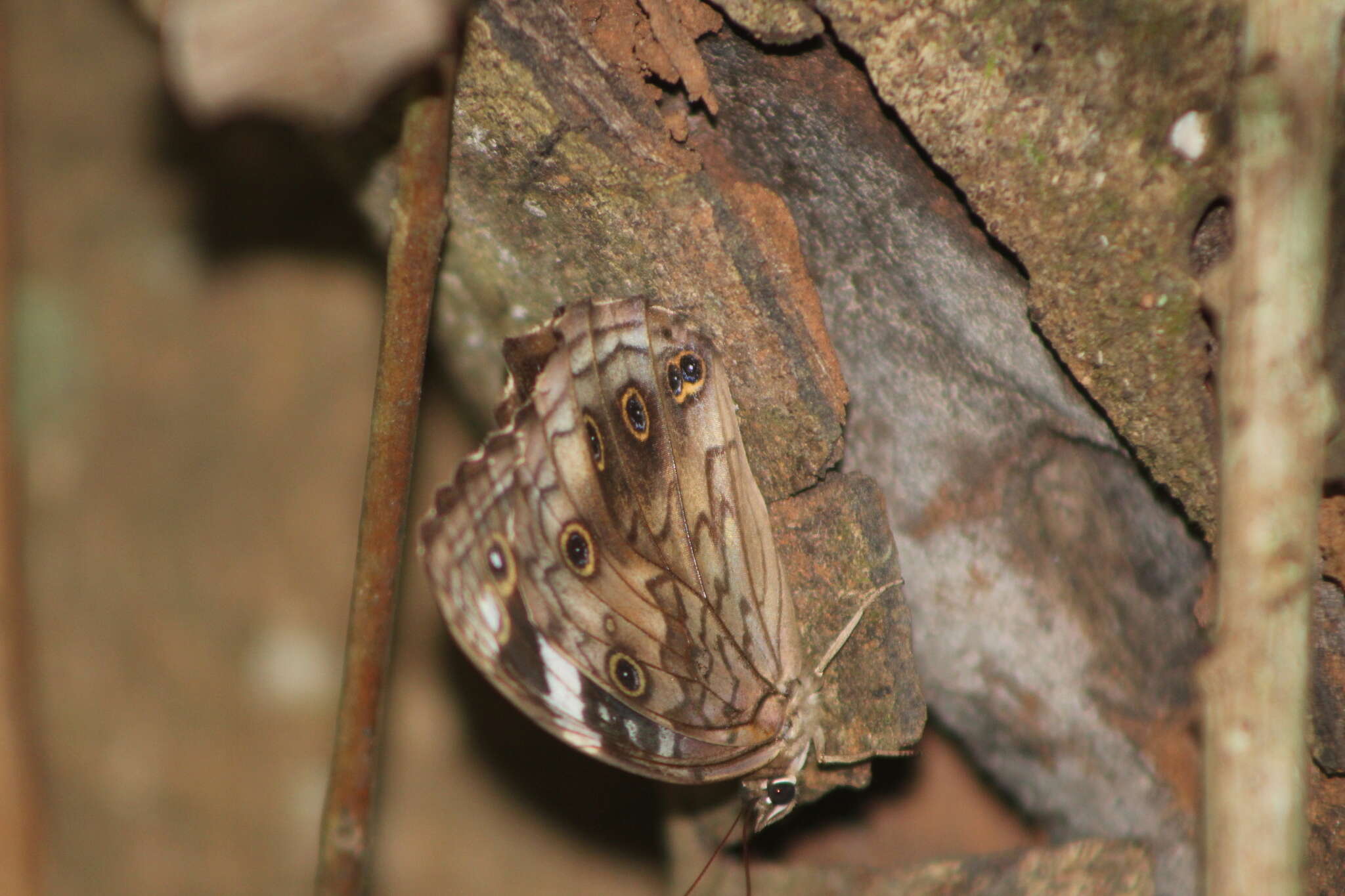 Imagem de Paralethe dendrophilus Trimen 1862