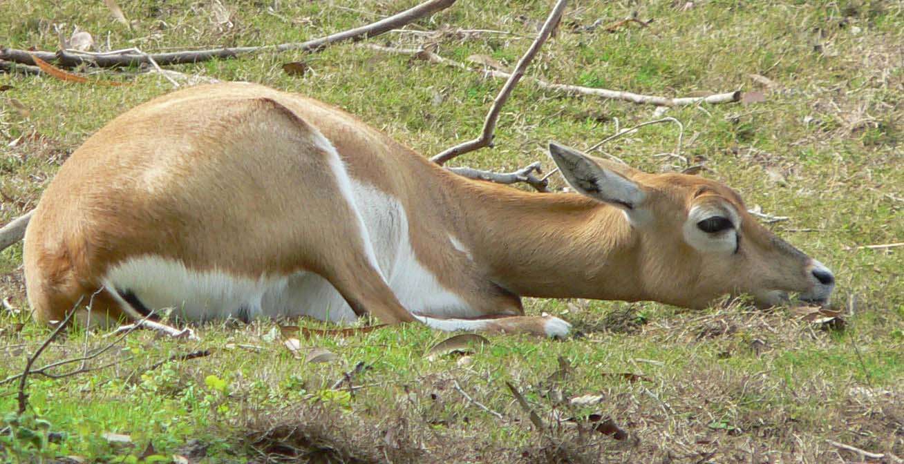 Image de Antilope Pallas 1766