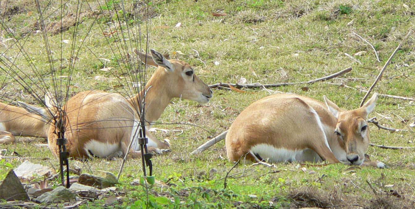 Image de Antilope Pallas 1766