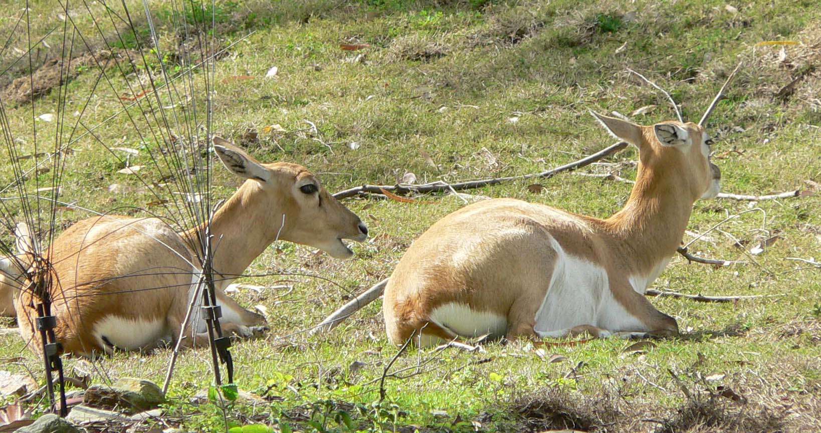 Image de Antilope Pallas 1766