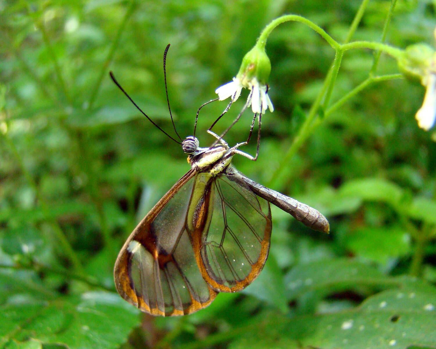 Image of Ithomia agnosia Hewitson 1854