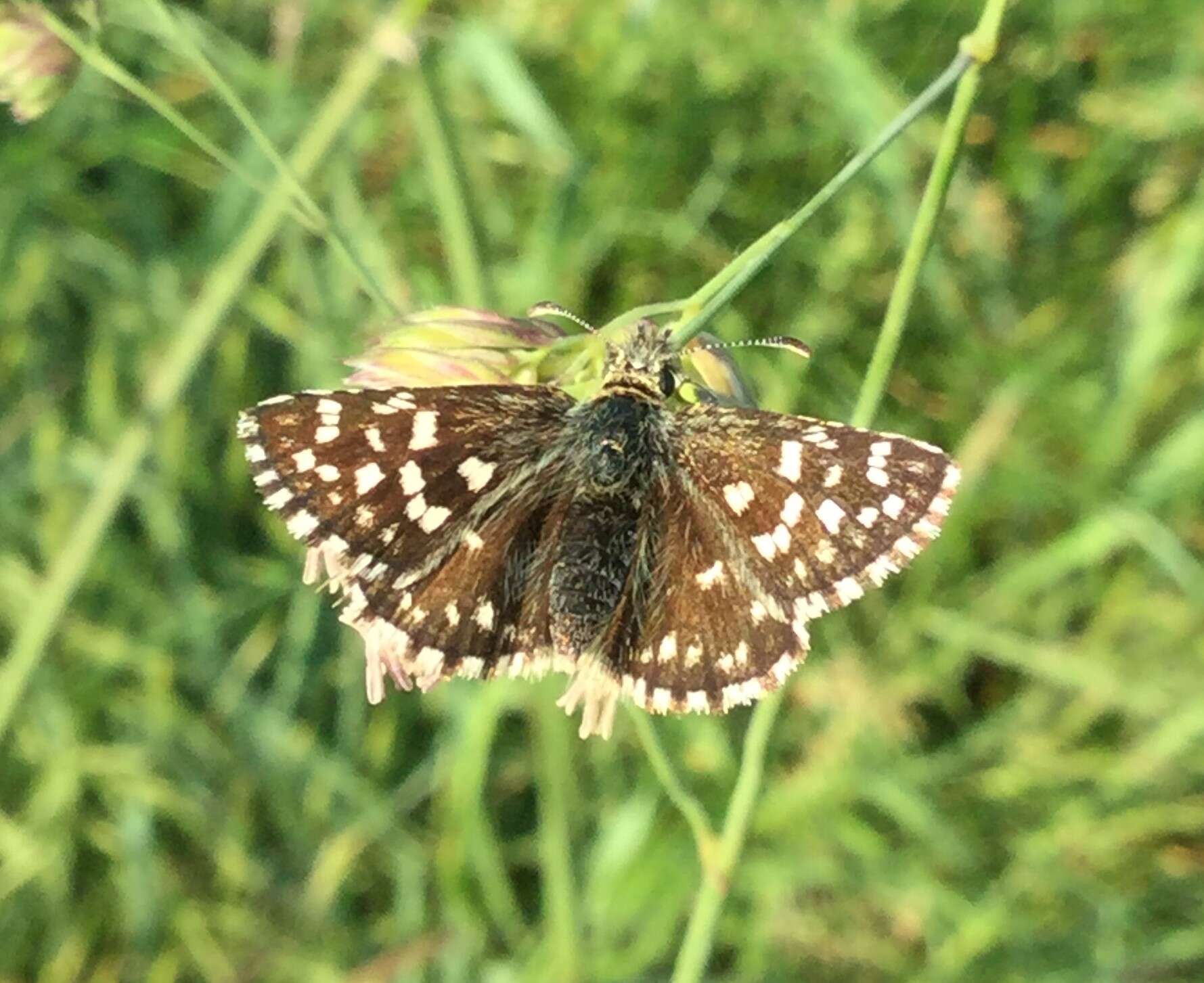 Image of Grizzled skipper