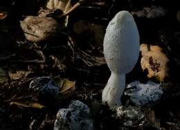 Image of Coprinus spadiceisporus Bogart 1976