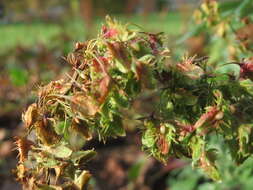 Imagem de Rumex obtusifolius L.