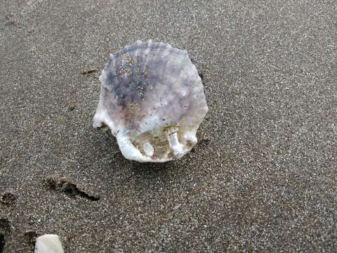 Image of Argentine flat oyster