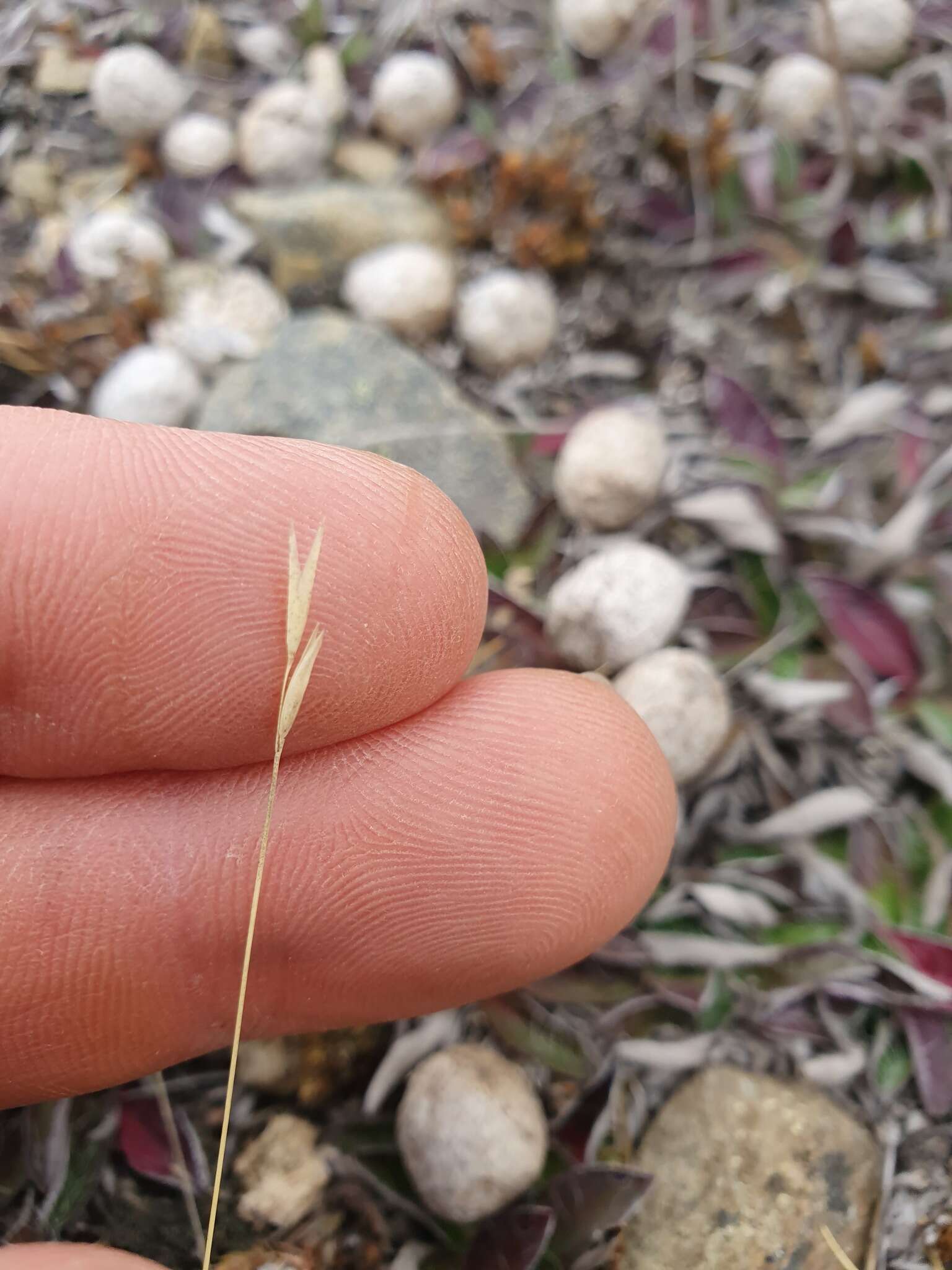 Plancia ëd Rytidosperma pumilum (Kirk) Connor & Edgar