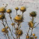 Plancia ëd Carlina biebersteinii var. fennica H. Meusel & A. Kästner