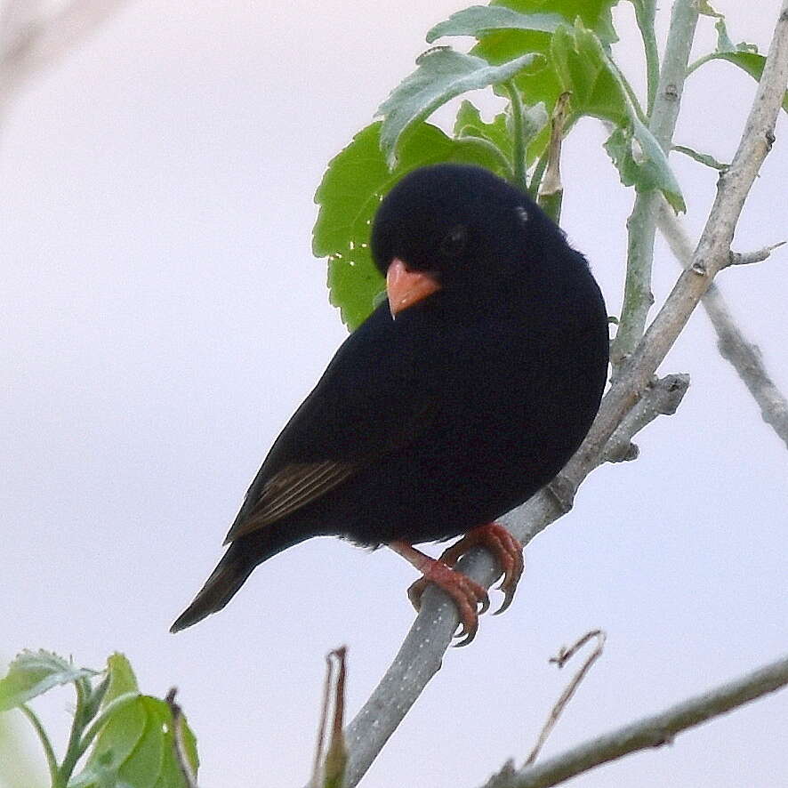 Image of Village Indigobird