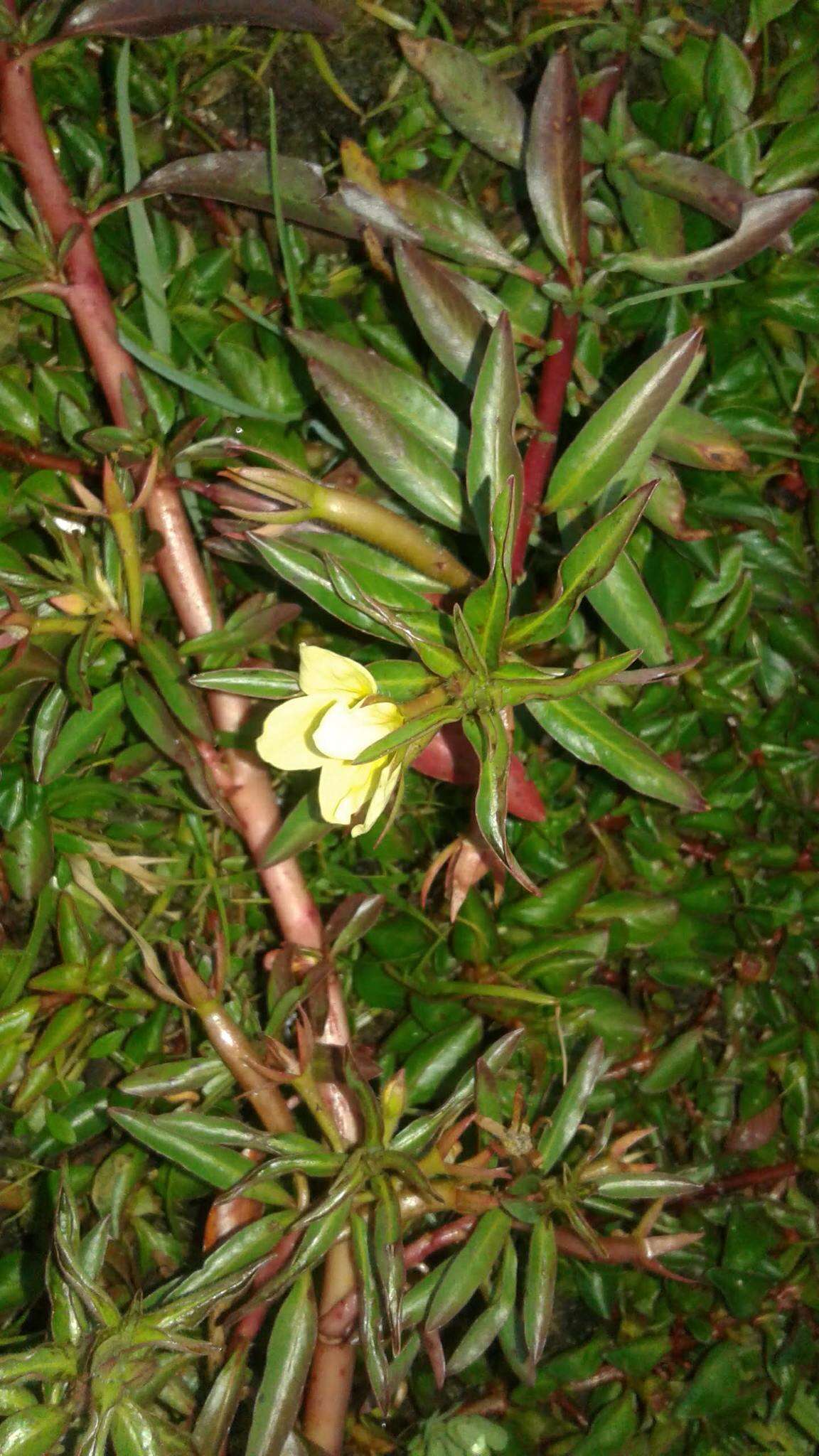 Image of Creeping ludwigia