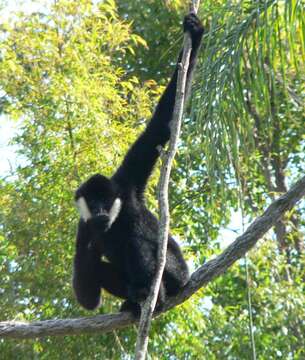 Image of Northern White-cheeked Gibbon