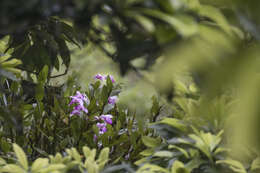 Imagem de Dendrobium linawianum Rchb. fil.