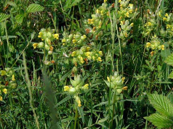 صورة Rhinanthus angustifolius C. C. Gmelin