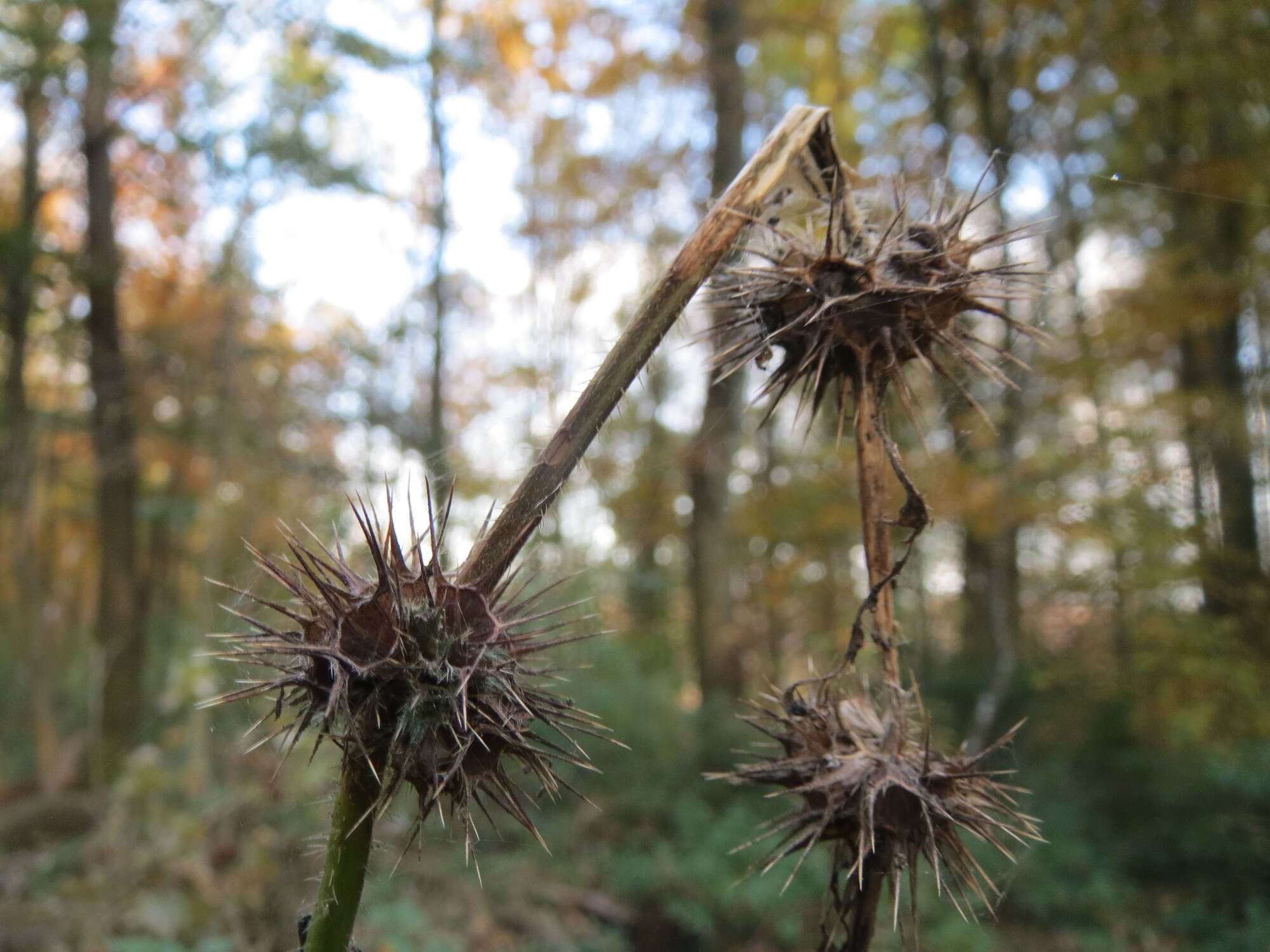 Image of Common hemp nettle